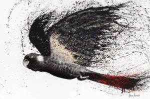 Ashvin Harrison Art- Fearless Black Cockatoo