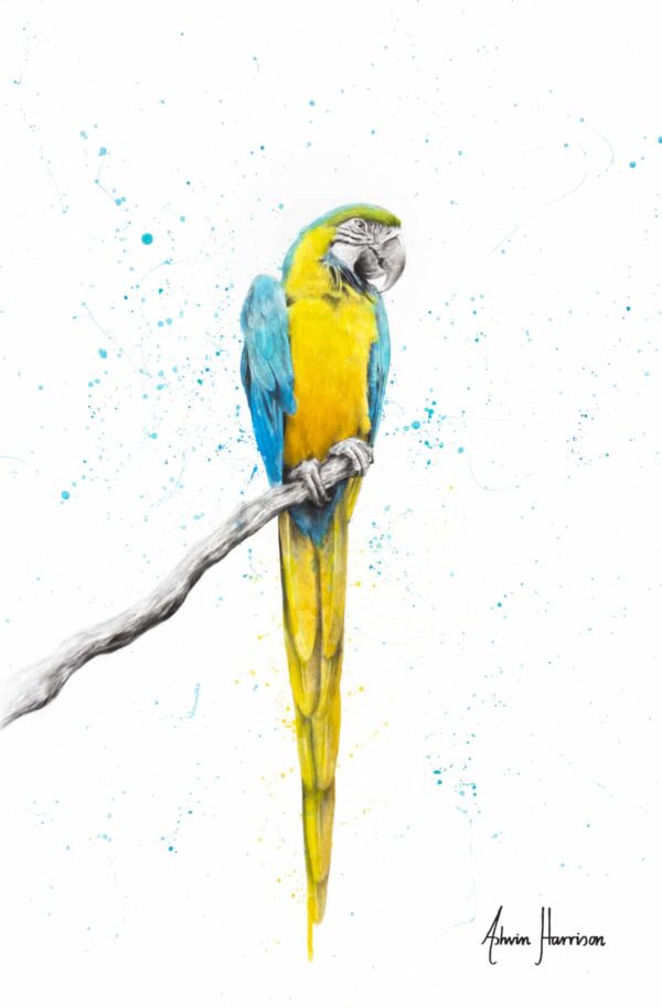 Ashvin Harrison Art- Mischievous Macaw