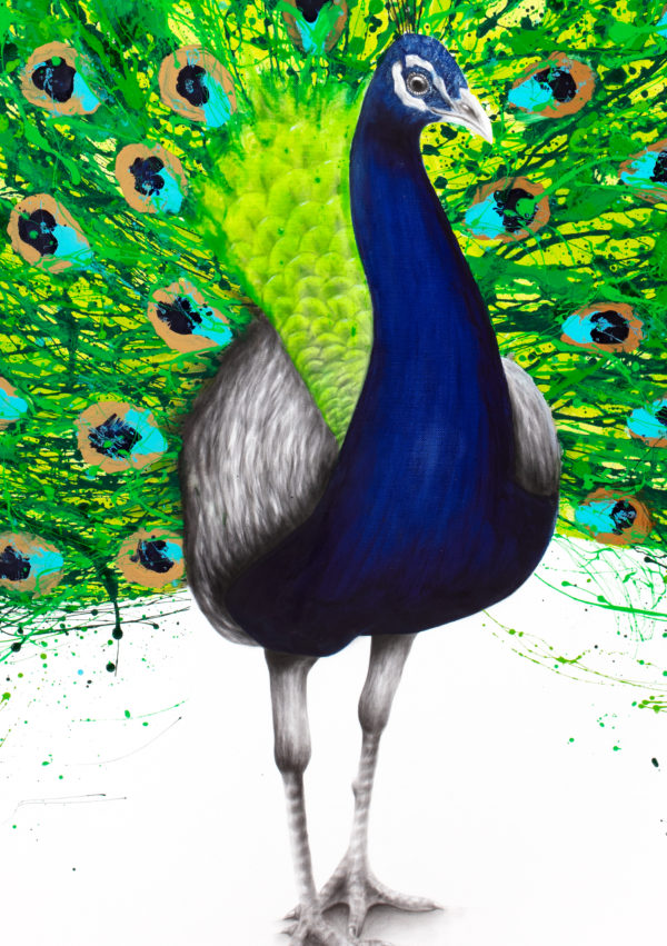 Ashvin Harrison Art- Peaceful Peacock3