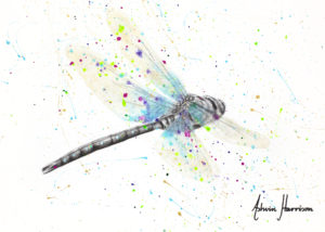 Ashvin Harrison Art- Melaleuca Dragonfly