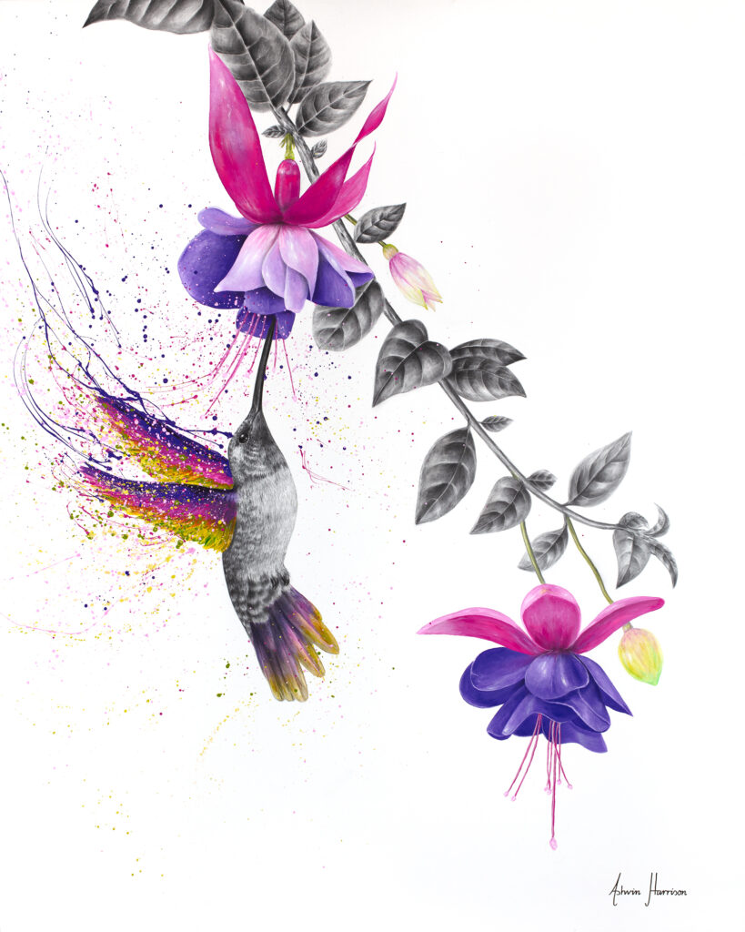 Ashvin Harrison Art- Fuchsia Blossom Hummingbird