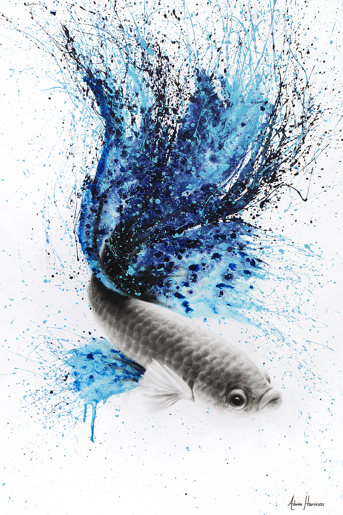 Galaxy Gourami